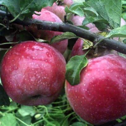 äppelträdets frihet