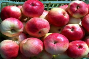 Beskrivelse og egenskaber ved æblesorten Marat Busurin, udbytte og dyrkning