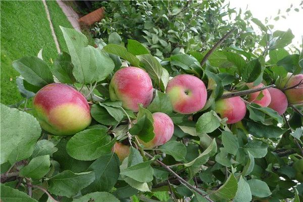 odroda jabĺk