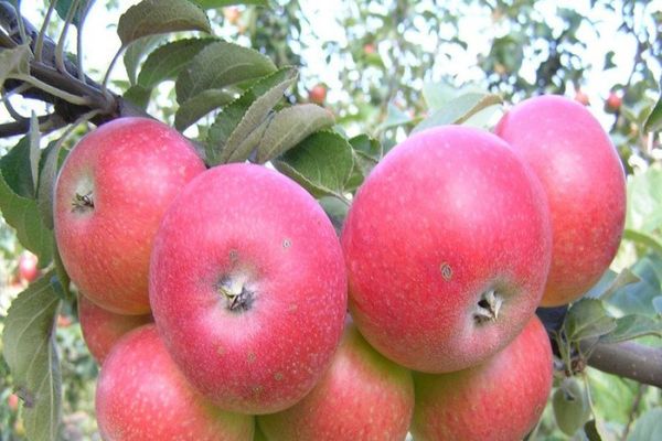 owoce jabłka