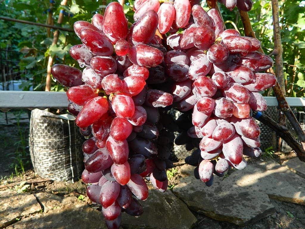 baikonur-viinirypäleet