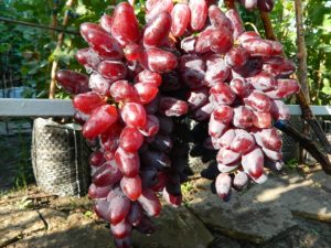Opis i cechy odmiany winogron Bajkonur, cechy uprawy i historia selekcji