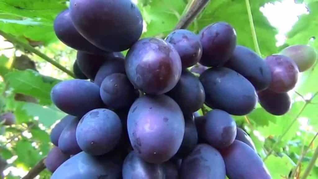 winogrona wikingów