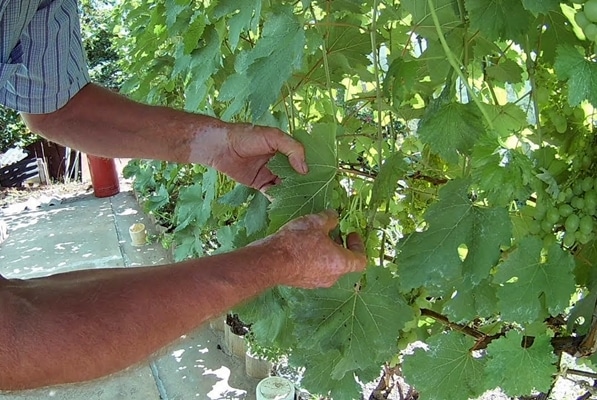 procesamiento de uva