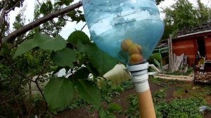 When and how to use tools for collecting apricots from a tall tree with your own hands