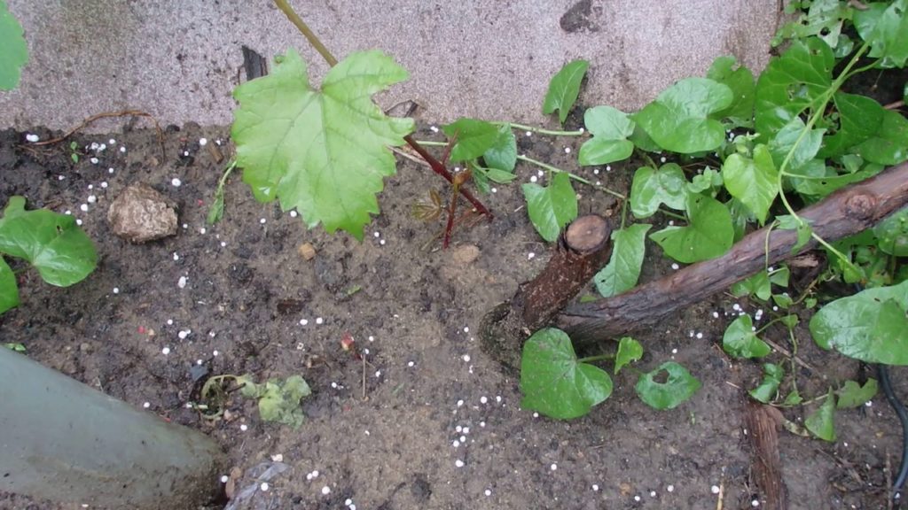grapes grow poorly