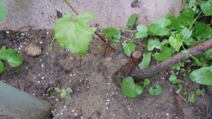 What to do if grapes transplanted to a permanent place do not grow well and what they lack