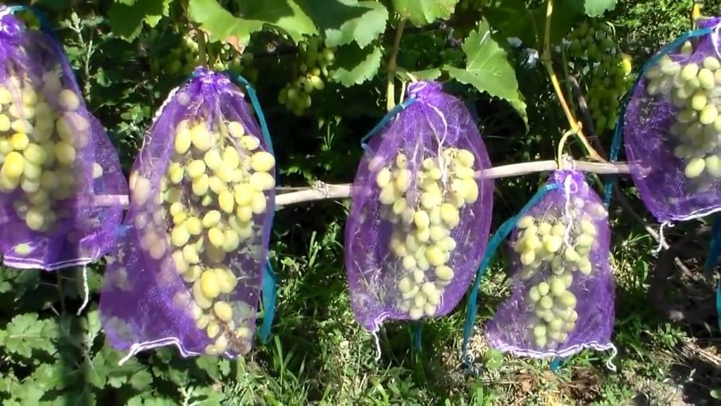vynuogių apsauga nuo vapsvų