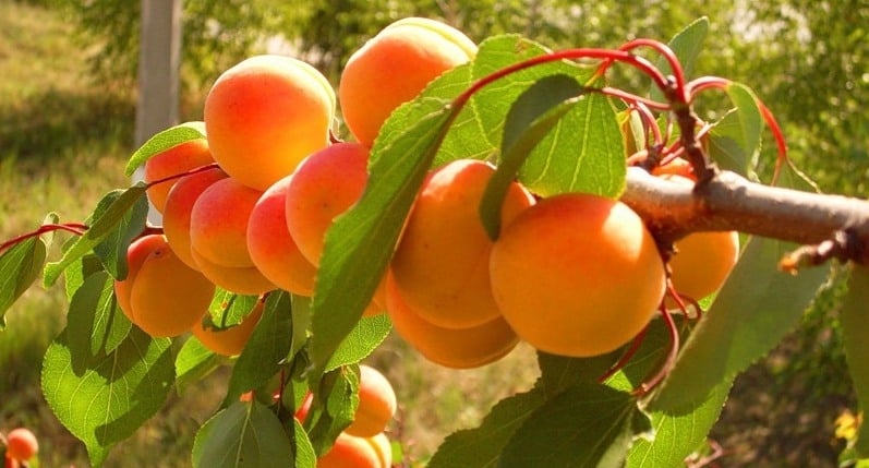 Melitopol aprikožu