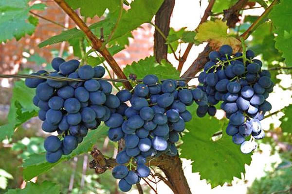 grapes on the branches