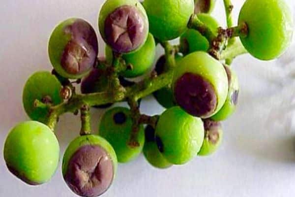 pudrirse en las uvas