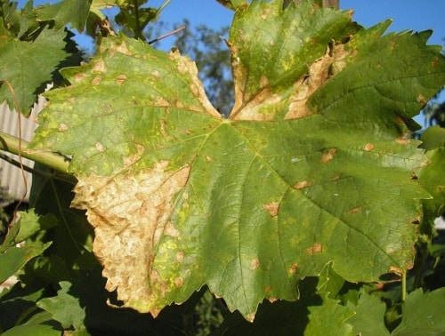 the foliage of the grapes dries up