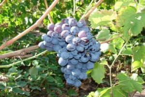 Description of the best frost-resistant grape varieties and their fruiting, cultivation features
