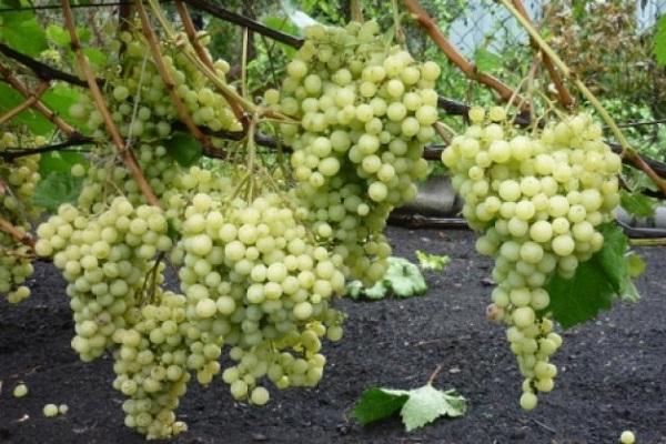 uvas resistentes al invierno