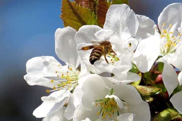 l’abella pol·linitza