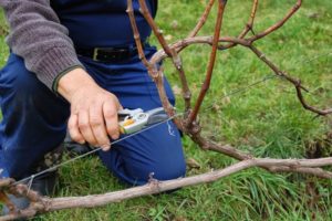 Kā pareizi nogriezt vīnogas pavasarī, vasarā un rudenī no nevajadzīgiem dzinumiem iesācējiem