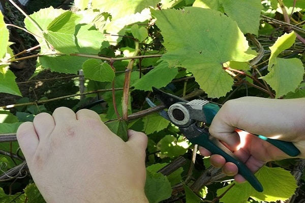 preparing vines