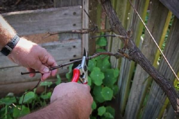 pruning grapes