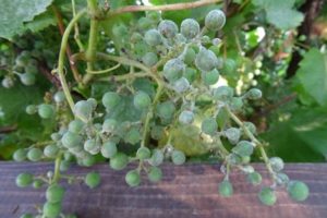 Jak radzić sobie z mączniakiem prawdziwym (mączniakiem prawdziwym) na winogronach środkami ludowymi i chemicznymi, lepiej przetworzyć