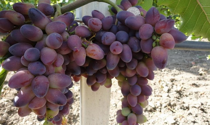 baikonūro vynuogės