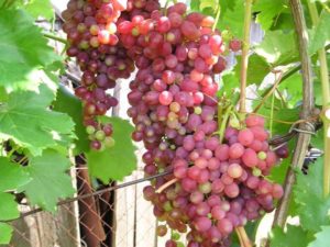 Opis i cechy winogron owocowych Luchisty Kishmish, terminy dojrzewania