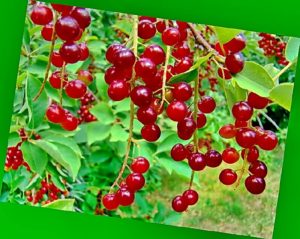 A Cerepadus leírása és jellemzői, a cseresznye és a cseresznye hibrid jótékony tulajdonságai, ültetés és gondozás
