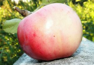 Beskrivelse og karakteristika for sommerens æblevariant Orlovsky pioner