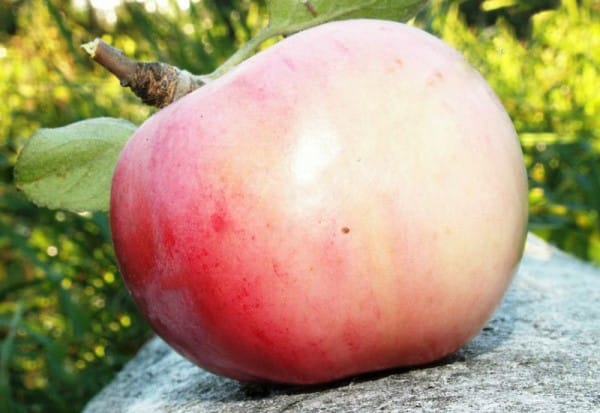 apple orlovsky payunir