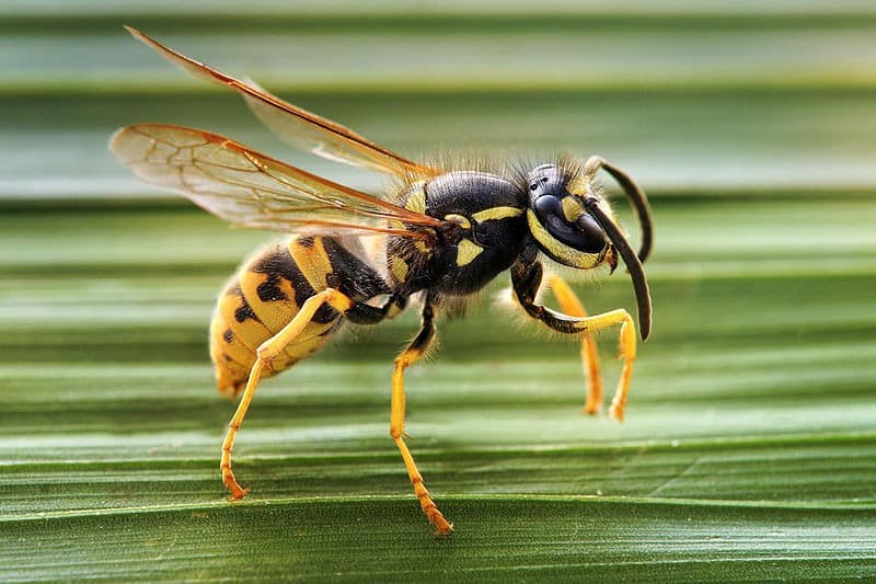vespa su una foglia