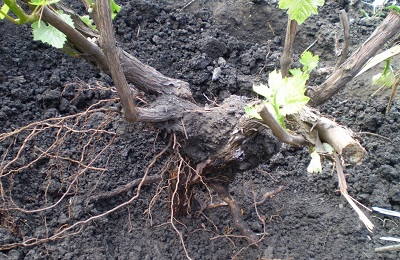 hroznový koreň