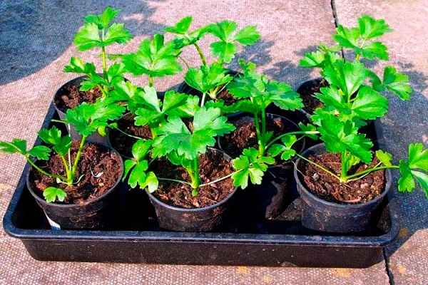 ready-made seedlings
