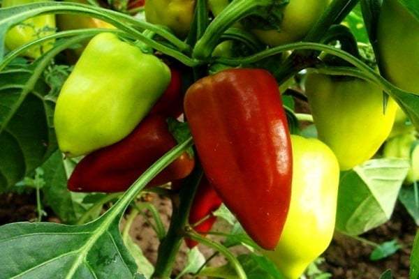 pepper variety