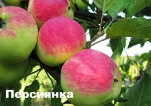 Description of the Persianka apple variety, yield characteristics and growing regions