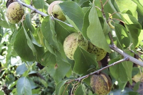 Yleisimmät syyt, miksi aprikoosit voivat heittää vihreitä hedelmiä ja miten niitä hoidetaan