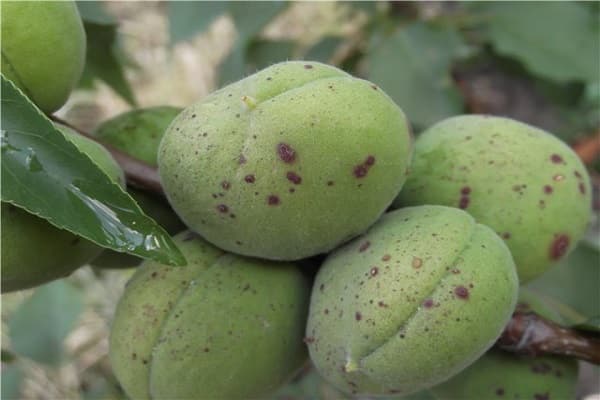 De mest almindelige årsager til, at abrikoser kan kaste grønne frugter, og hvordan man behandler dem