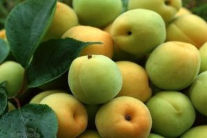 Visizplatītākie iemesli, kāpēc aprikozes var nokaut zaļus augļus un kā tos izturēties
