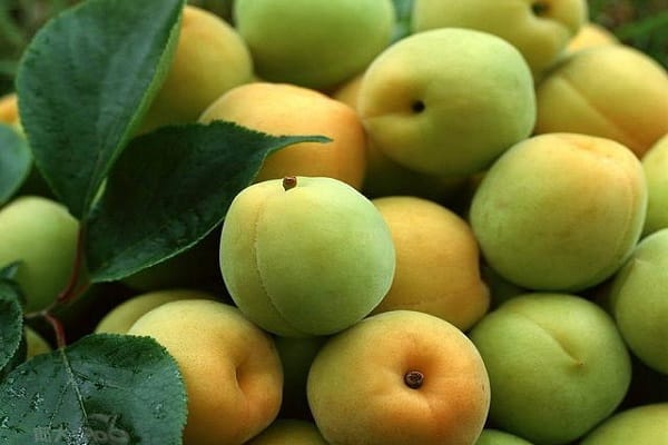 De meest voorkomende redenen waarom abrikozen groen fruit kunnen afwerpen en hoe ze te behandelen