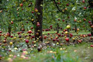 Gründe, warum ein Apfelbaum Früchte vergießen kann, bevor sie reifen, und was zu tun ist