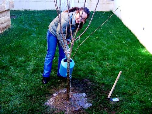 planting apricot