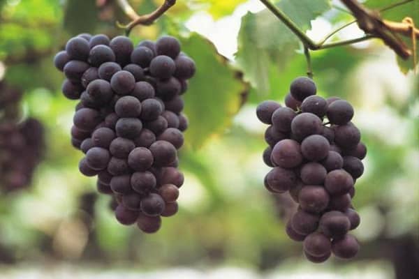 soorten druiven
