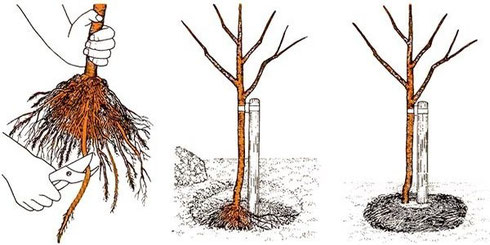 plantarea cireșelor