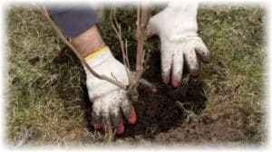 How and when is it better to plant an apple tree with a closed and open root system, the distance between seedlings