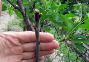 What and how you can graft an apricot with fresh cuttings right for beginners and is it possible