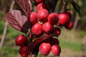 Mô tả và đặc điểm của các giống táo ranetok, ngày chín và cách chăm sóc cây trồng