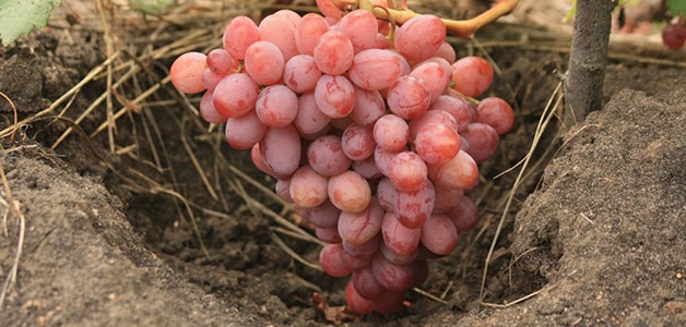 winogrona taifi
