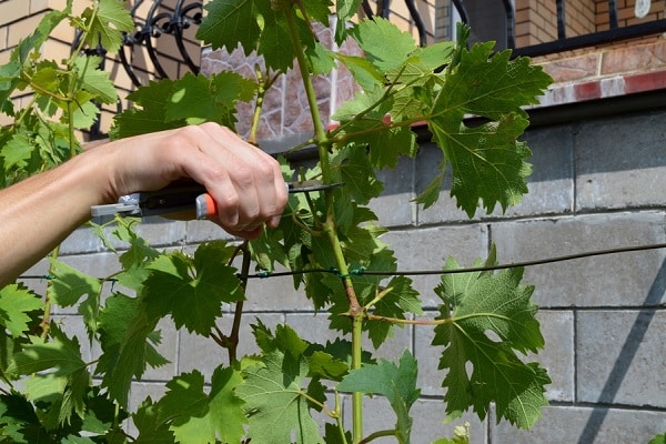 propagate grapes
