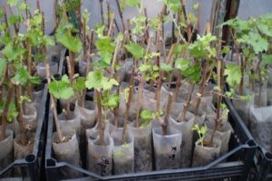 Kaip tinkamai padauginti vynuoges vasarą su žaliais auginiais namuose