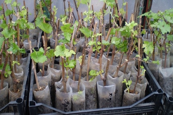 germination of cuttings