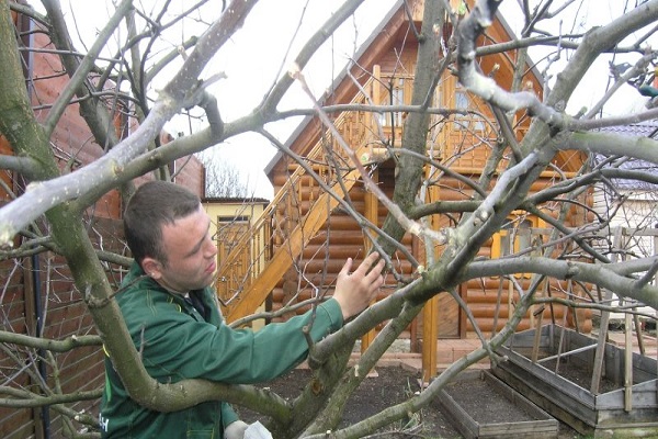 inspekcja drzew