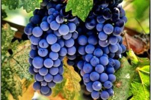 Opis odmiany hiszpańskich winogron Tempranillo, charakterystyka plonu i mrozoodporności